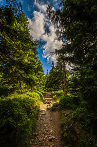 森林岩石路径从奥布里斯卡利到塞尔维亚的高峰与绿色松树和风景蓝色多云的天空杰塞尼基捷克共和国