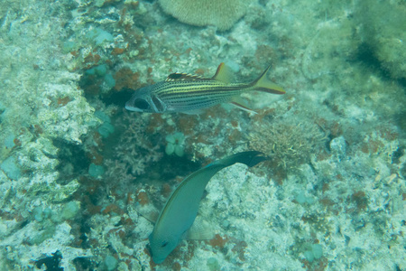 海底珊瑚礁景象，色彩斑斓的珊瑚和鱼类生活