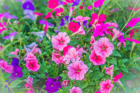 美丽的粉红色紫色矮牵牛花在花坛上作为背景。 牵牛花是我们最受欢迎的夏季床上用品植物之一，在整个夏天开花，直到秋天的第一次严重霜冻