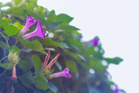 美丽的粉红色牵牛花菊在树上。 粉红牵牛花是牵牛花的一种。 这种开花植物有心形的叶子，是一种丰富的绿色。