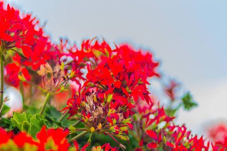 美丽的红色杂交常春藤叶天竺葵花在花坛上。 又称常春藤叶天竺葵和级联天竺葵。 它原产于南非。
