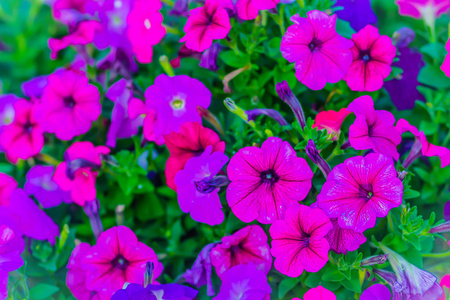 美丽的粉红色紫色矮牵牛花在花坛上作为背景。 牵牛花是我们最受欢迎的夏季床上用品植物之一，在整个夏天开花，直到秋天的第一次严重霜冻