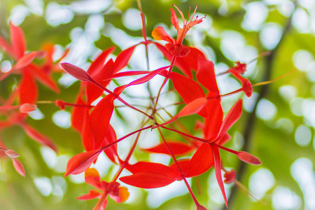 美丽的红色骄傲的缅甸花AmherstiaNobilis在树上的森林。 珠穆朗玛峰也被称为缅甸的骄傲，兰花树。 它是一种热带树