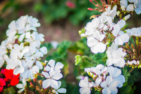 花圃上美丽的白花。 是一种已知的，俗称常春藤叶天竺葵和级联天竺葵。
