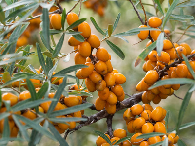 沙棘灌木的细节与健康的橙色水果与大量维生素