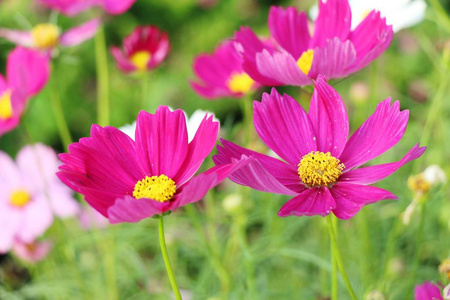 美丽的宇宙花园里五颜六色的花