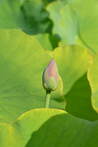 圣莲花芽拉丁名