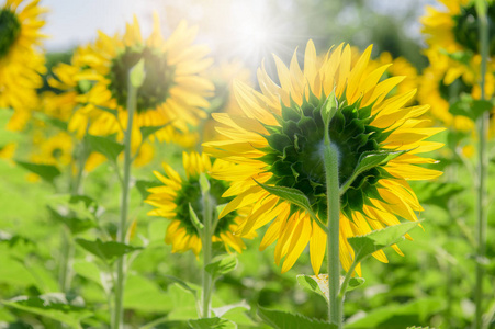 向日葵在农场的背面，阳光照射在早晨的自然概念上