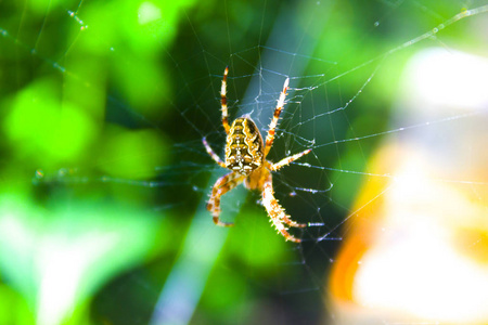 蜘蛛网本质图片