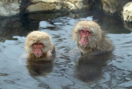水中的雪猴。 日本猕猴科学名称马卡福斯卡塔也被称为雪猴。