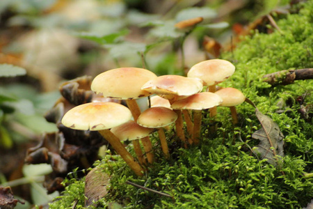 秋季森林中的硫磺簇生或簇生木松菇