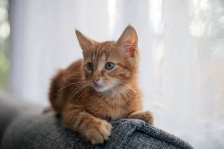 小红头发小猫坐在沙发后面。