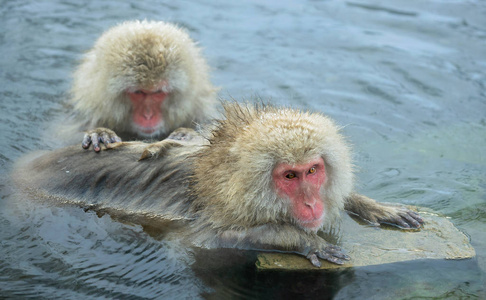 日本猕猴在天然温泉水中。 日本猕猴科学名称马卡福斯卡塔也被称为雪猴。 自然栖息地冬季季节。