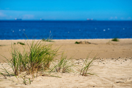 空旷的海滩，沙丘和干燥的树干在夏天被冲到岸边。 平静的，平静的