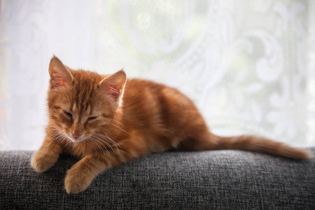 小红头发小猫坐在沙发后面。