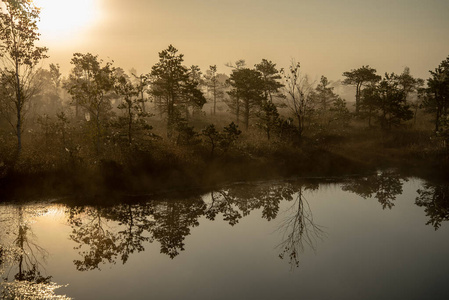 沼泽沼泽沼泽地区有雾的日出，有孤独的松树和小水塘，田野里有雾