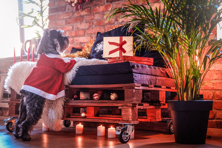 穿着圣诞老人服装的可爱苏格兰猎狗用两条腿站着, 圣诞节时, 它靠在沙发上, 在一个装饰着阁楼内饰的公寓里