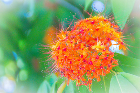 彩色橙色和黄色的萨拉卡亚索卡萨拉卡印度林花在树上。 萨拉卡林也被称为阿索卡树阿肖克或简单的阿索卡。 这是印度传统中重要的一棵