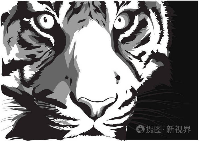 一只老虎的黑白矢量素描