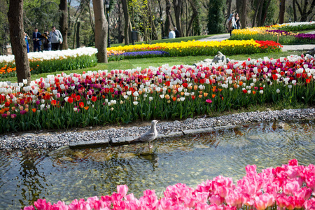 春天充满各种郁金香色彩的郁金香花园