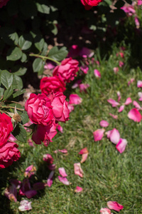 花园背景中盛开着美丽的彩色玫瑰