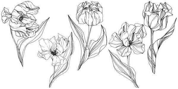 向量郁金香黑白雕刻水墨艺术。花植物学花。孤立的郁金香插图元素