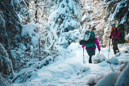 两个女人在冬季远足。 带着徒步旅行杆的女朋友在白雪覆盖的山路上。 带背包和雪鞋的女孩一起旅行。 朋友在阳光明媚的日子穿过杉树林。