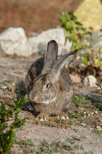 院子里一只漂亮的大兔子的肖像。