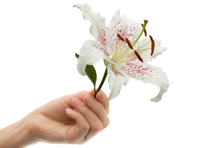 s hand holds a flower of lily, isolated on white background