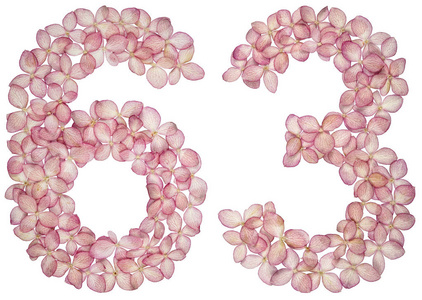阿拉伯数字63,63，来自白色背景上分离的绣球花