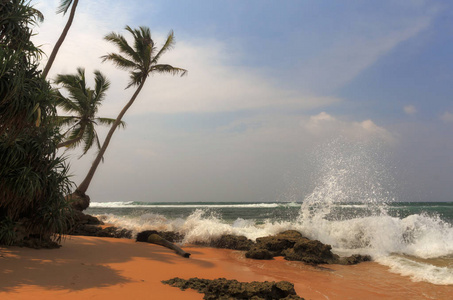 沙滩上的棕榈树，有大海的浪花，有云彩的晨曦