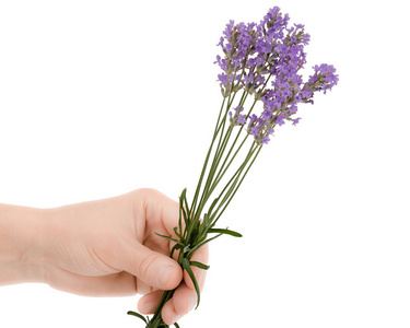 s hand holds a flower of lavender, isolated on white background