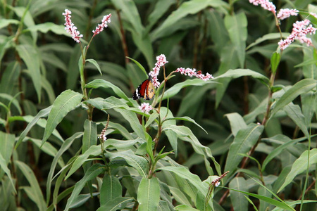 昆虫小无脊椎动物节肢动物