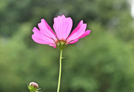 热带宇宙之花