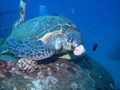 绿海龟患纤维状瘤病肿瘤