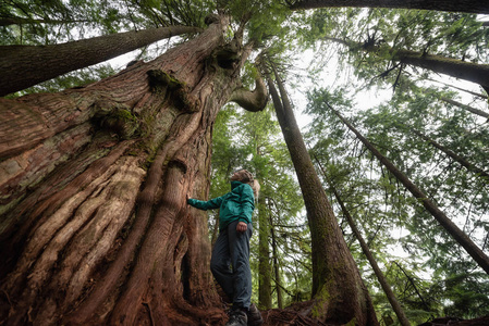 冒险的白种人女孩站在森林里的大雪松树旁，在一个雾蒙蒙的日子里。 取自加拿大温哥华北温山。