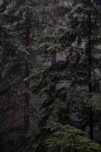 雾天的黑暗森林。 取自加拿大温哥华北温山。