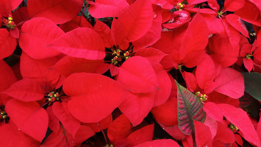 泰国冬季红色圣诞节一品红植物的俯视图