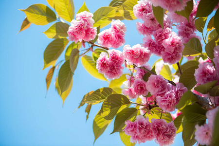 美丽的樱花粉红的樱花自然背景选择性聚焦