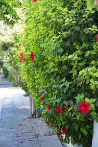 西班牙米哈斯的蓝色花盆里装饰着鲜花的房子门
