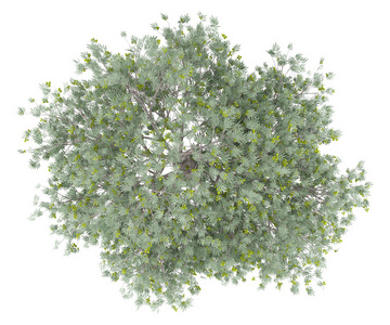 橄榄树，橄榄分离在白色背景上。 上面的风景。 三维插图