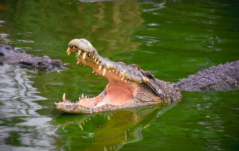 鳄鱼张开嘴。 有绿水的池塘里鳄鱼的轮廓。 张开嘴和锋利的牙齿。 强烈的黄色眼睛。