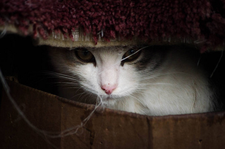 被遗弃的小猫在盒子里。 流浪小猫在户外过冬。 社区猫流浪或野猫非常适合生活在户外，通常接近人类。 关闭
