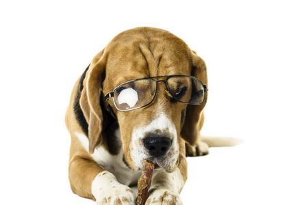 白色背景透明眼镜中的滑稽狗猎犬