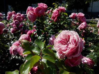 公园里的粉红色玫瑰浪漫背景