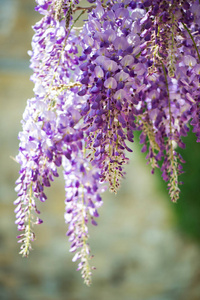 春天的花园靠近一朵盛开的五颜六色的紫丁香，紫色，下垂的紫藤