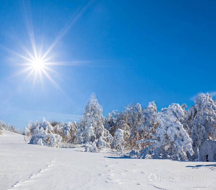 阳光明媚的冬日,美丽的冬雪林