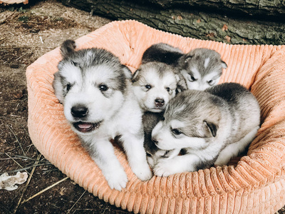 一个月大的阿拉斯加马拉穆特幼犬画像