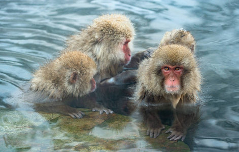 日本猕猴在水中的天然温泉..日本猕猴科学名称马卡福斯卡塔，又称雪猴。自然栖息地，冬季..