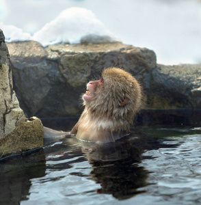日本猕猴在水中的天然温泉。日本猕猴科学名称马卡福斯卡塔，又称雪猴。自然栖息地，冬季..